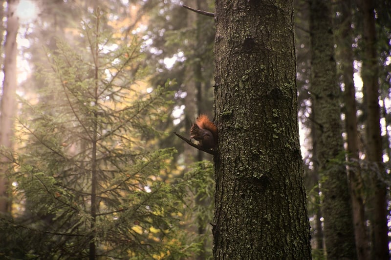 Nature Connection Walks